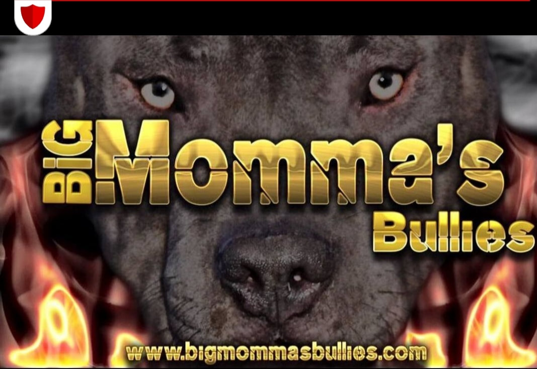 Pocket American Bully rehoming - general for sale - by owner - craigslist